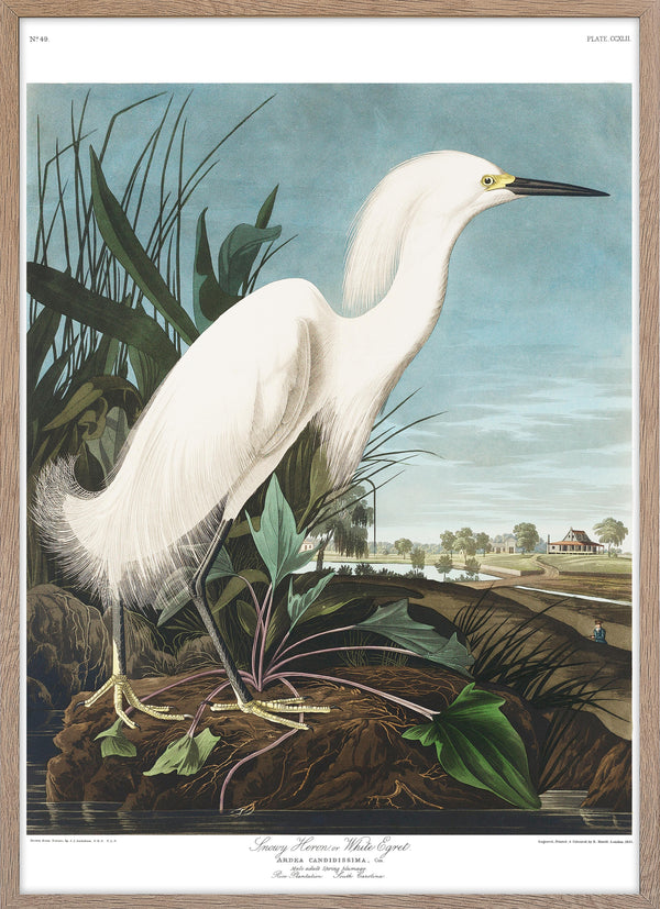 Snowy Heron