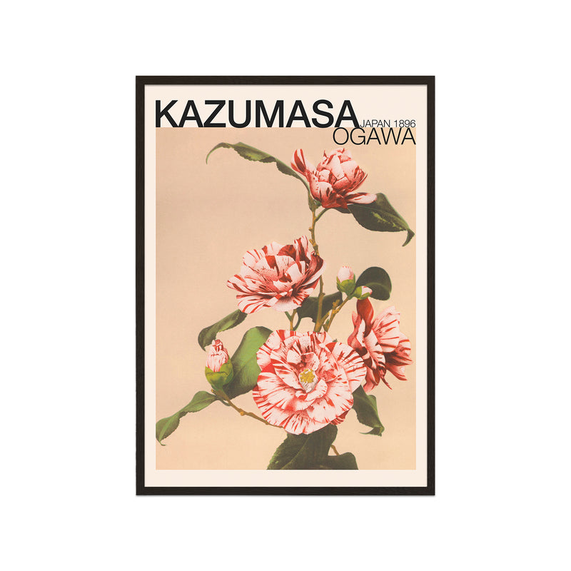 Striped Camellias (Ogawa Kazumasa)