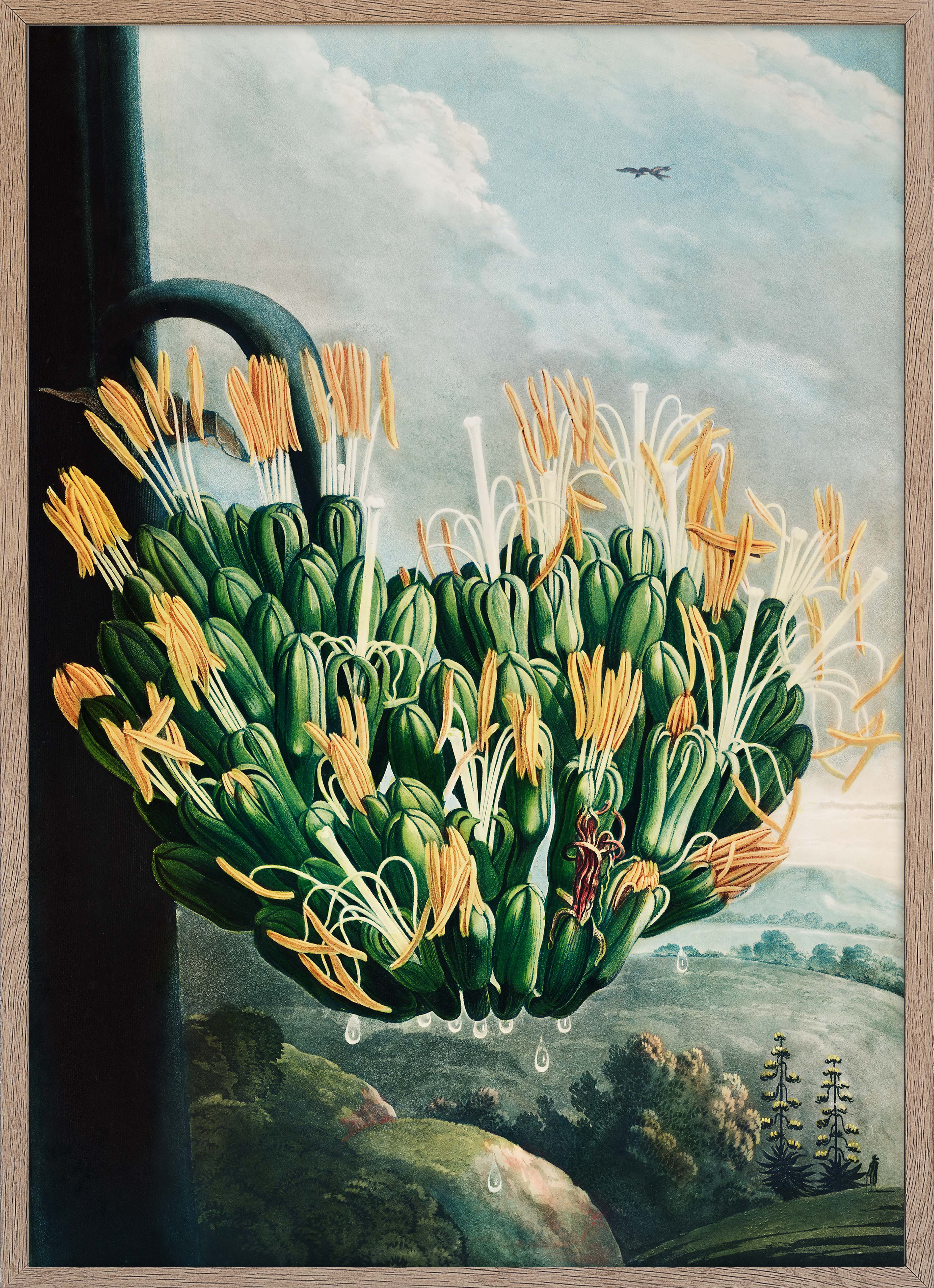 The Aloe