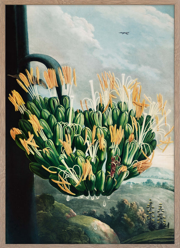 The Aloe
