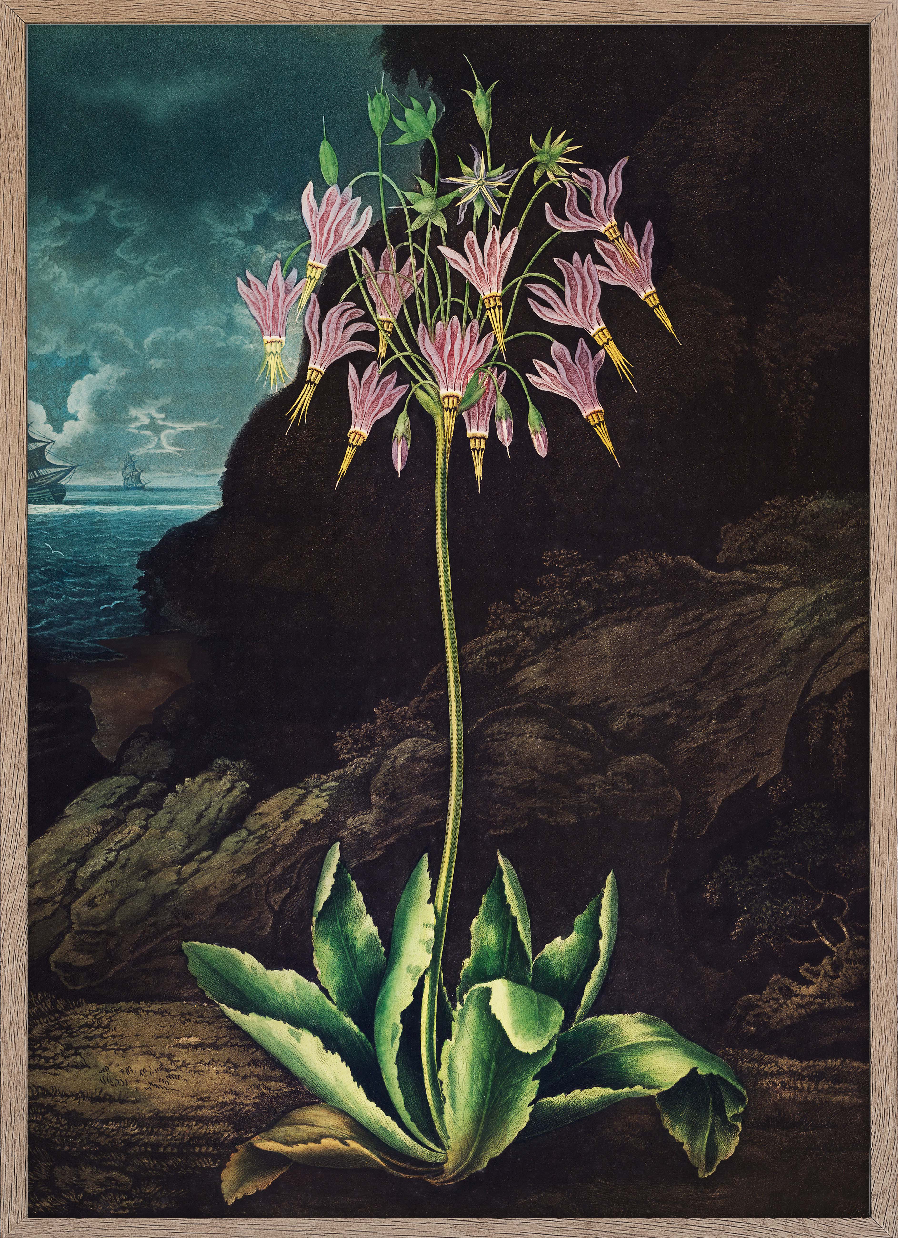 The American Cowslip
