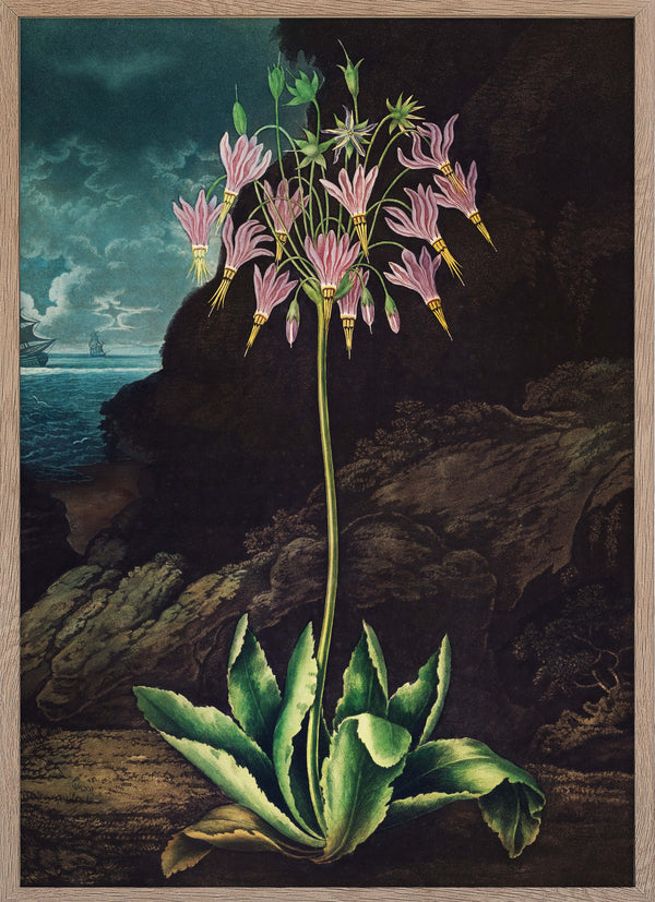 The American Cowslip