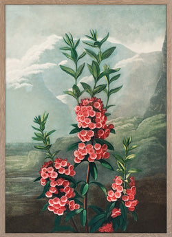 The Narrow–Leaved Kalmia