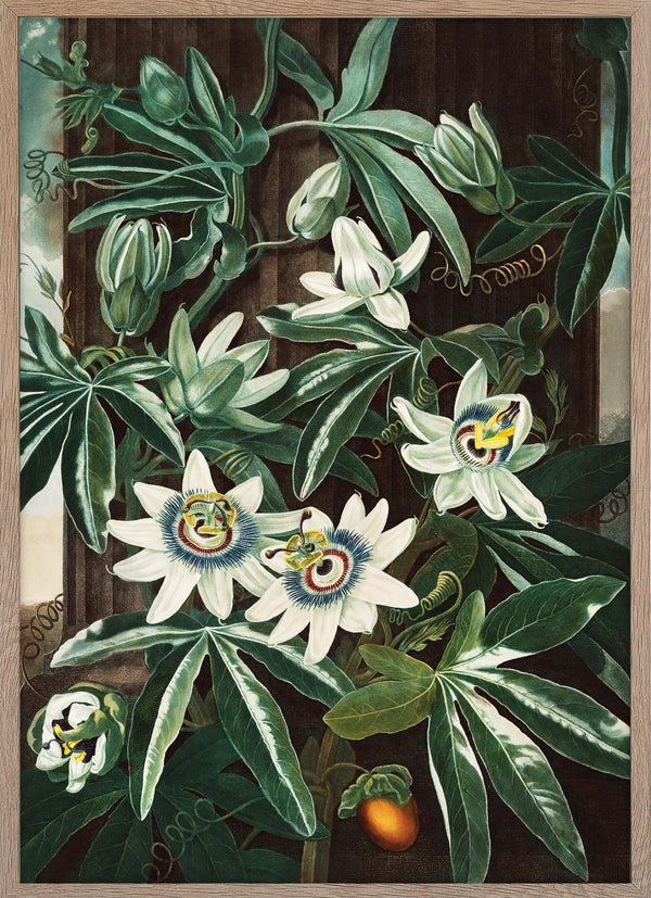 The Passiflora Cerulea