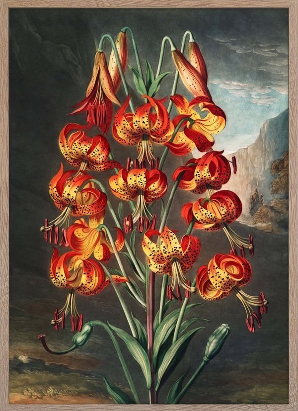 The Superb Lily