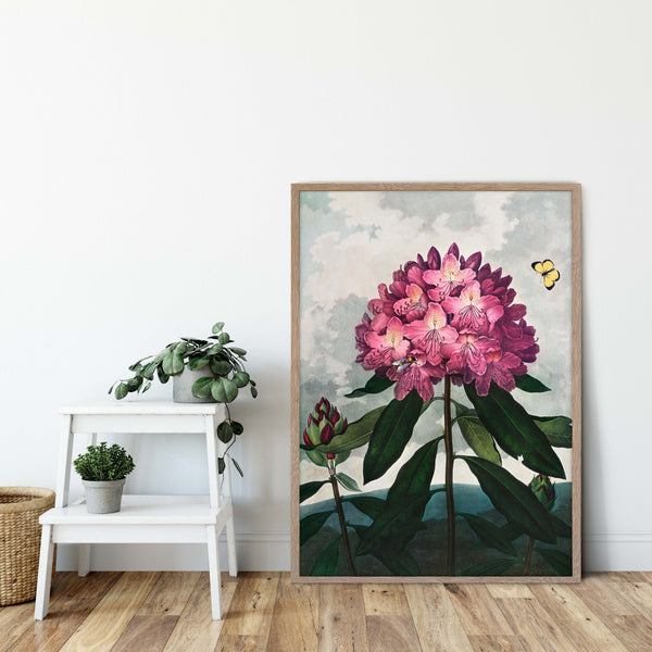 The Pontic Rhododendron