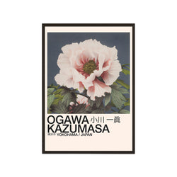 Tree Pæony Single (Ogawa Kazumasa)