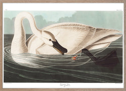 Trumpeter Swan
