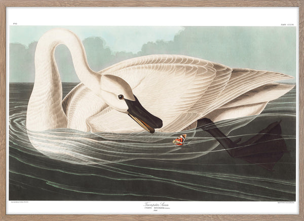 Trumpeter Swan