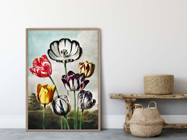 Tulips