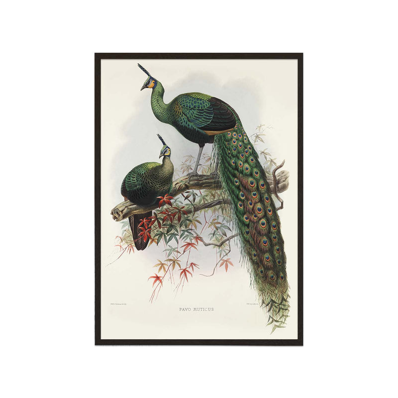 Two Peafowls (Pavo Muticus)