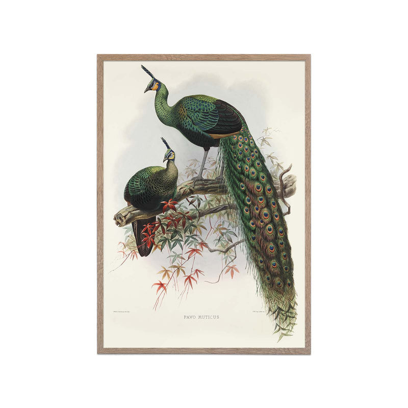 Two Peafowls (Pavo Muticus)