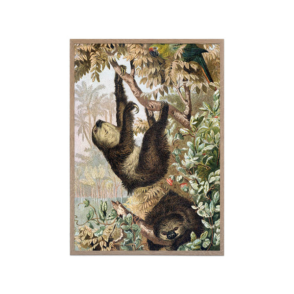 Two Toed Sloth