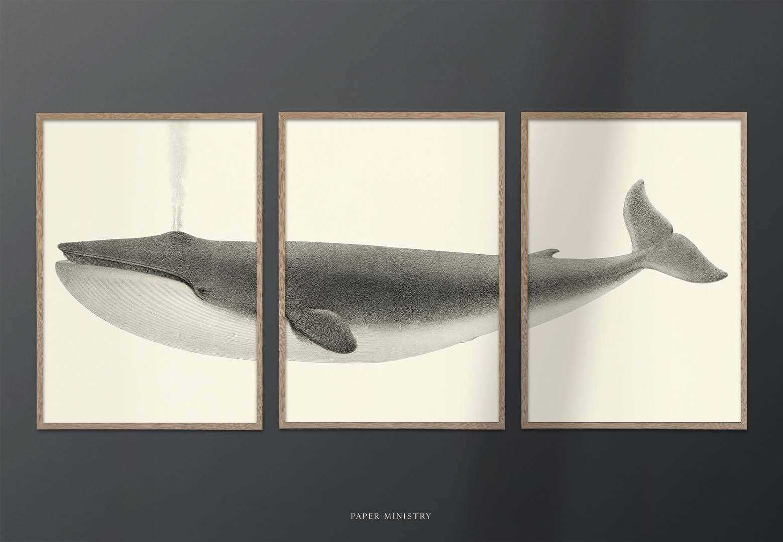 Vintage Blue Whale 3in1