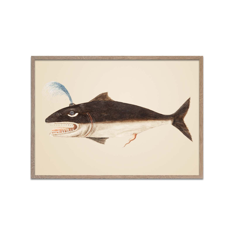 Whale Fish