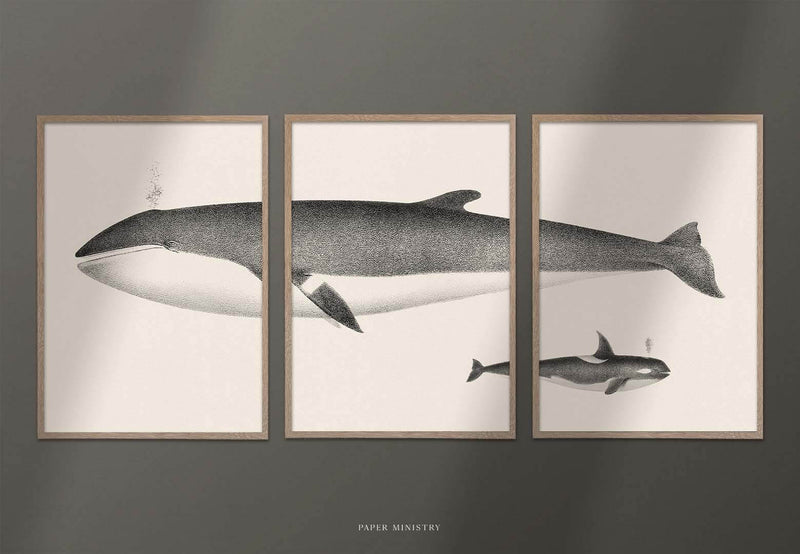 Vintage Minke Whale 3in1