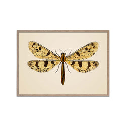 Yellow Tiger Moth