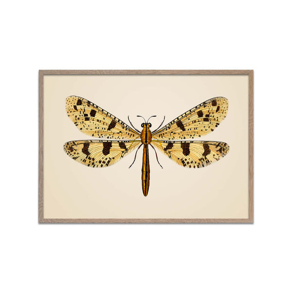 Yellow Tiger Moth