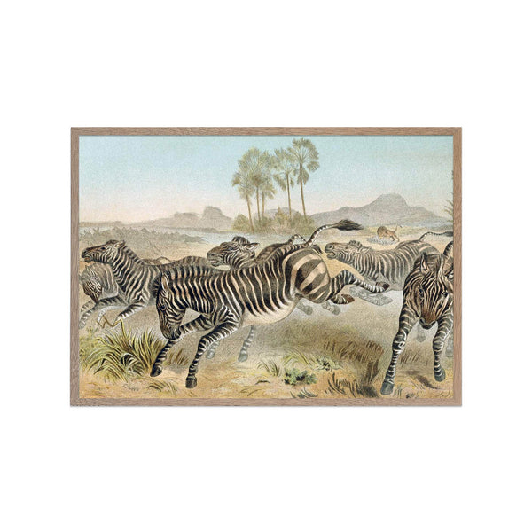 Zebras